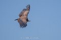 vautour-a74n_05691