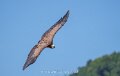 vautour-a74n_05692
