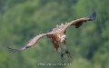 vautour-a74n_05694