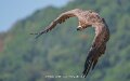 vautour-a74n_05698
