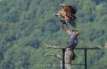 vautour-a74n_05706
