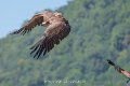 vautour-a74n_05707