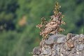 grand-duc-a74n_05640