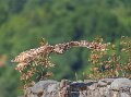 grand-duc-a74n_05641