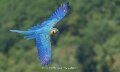 ara-a74n_05729