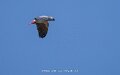 gris-du-gabon-a74n_05735