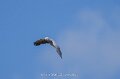gris-du-gabon-a74n_05736