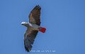 gris-du-gabon-a74n_05738