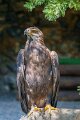aigle-royal-a74n_05446