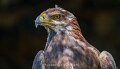 aigle-royal-a74n_05448