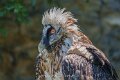 gypaete-a74n_05434
