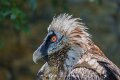 gypaete-a74n_05435