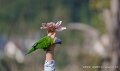loriquet-a74n_06029