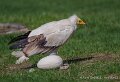 percnoptere-a74n_05828