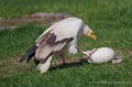 percnoptere-a74n_05831