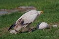 percnoptere-a74n_05835
