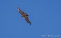 faucon-a74n_05877