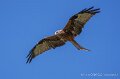 milan-royal-a74n_05895-Topaz