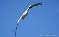 percnoptere-a74n_05890