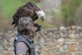 pygargue-jloup-A7V_00344