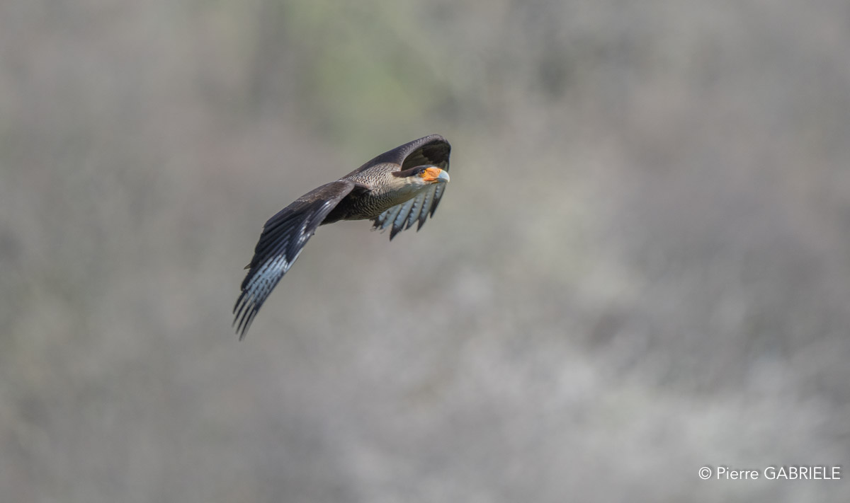 caracara-A7V_00435.jpg