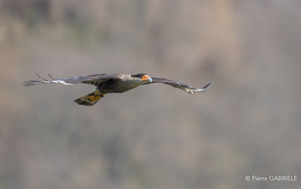 caracara-A7V_00436.jpg