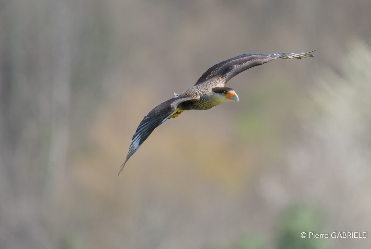 caracara-A7V_00437.jpg