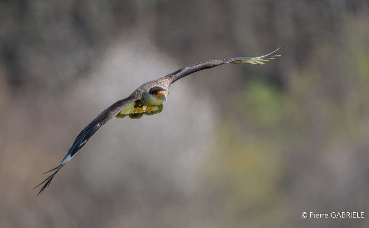caracara-A7V_00438.jpg