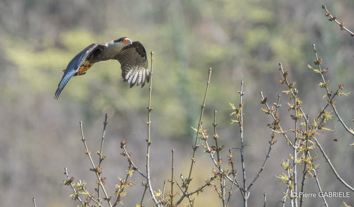 caracara-A7V_00440.jpg