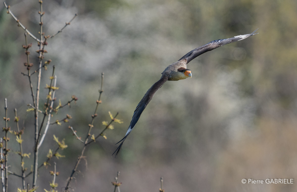 caracara-A7V_00441.jpg