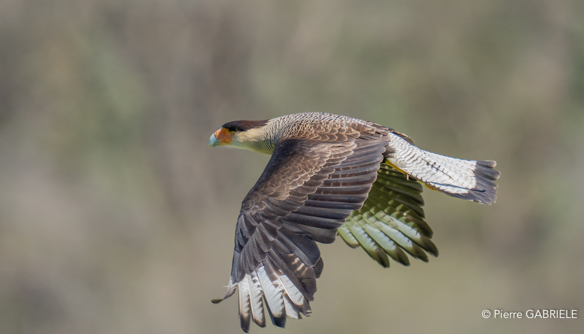 caracara-A7V_00464.jpg