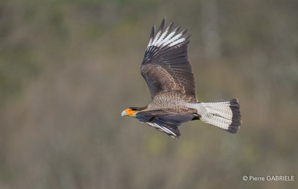 caracara-A7V_00465.jpg