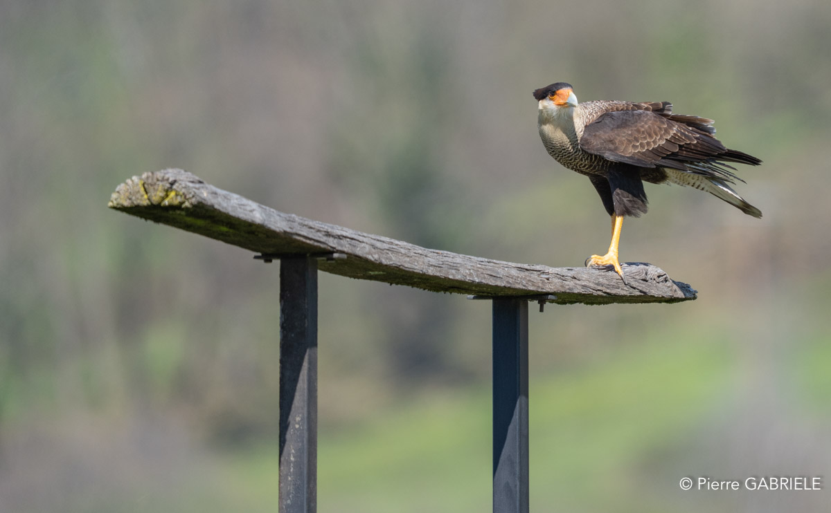 caracara-A7V_00467.jpg