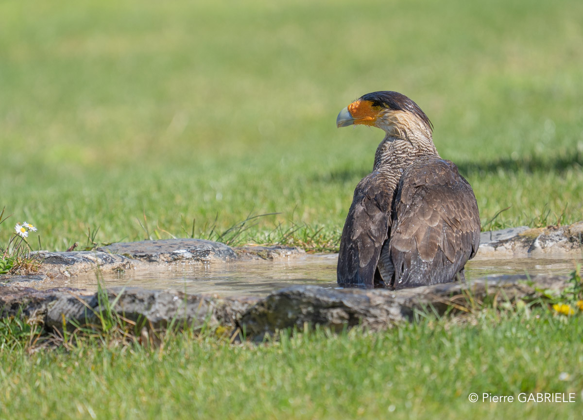 caracara-A7V_00484.jpg