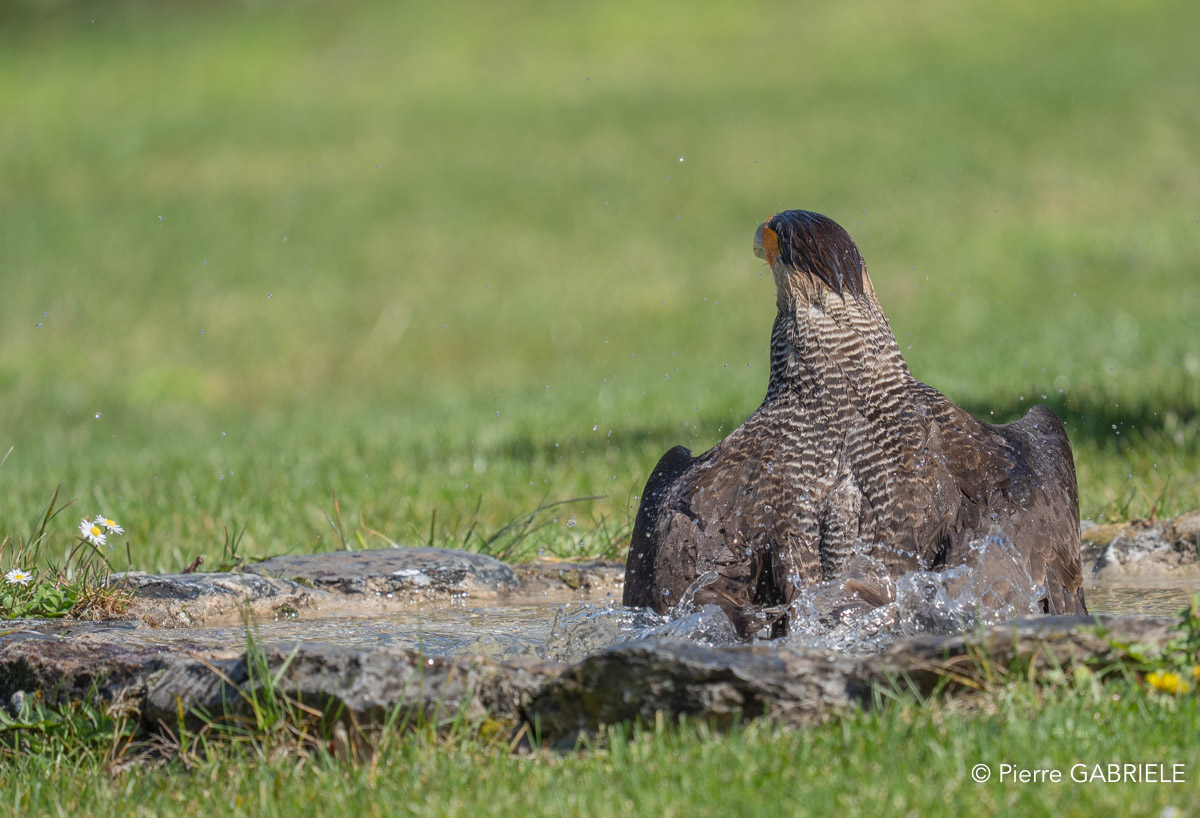 caracara-A7V_00485.jpg