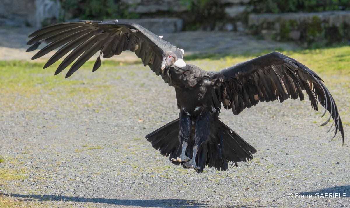 condor-A7V_00558.jpg