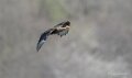 caracara-A7V_00435
