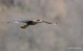 caracara-A7V_00436
