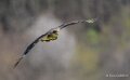 caracara-A7V_00438