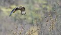 caracara-A7V_00440