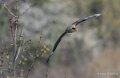 caracara-A7V_00441