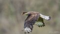 caracara-A7V_00464