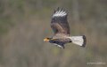caracara-A7V_00465