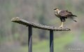caracara-A7V_00467