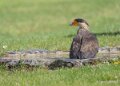 caracara-A7V_00484