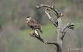 caracara-A7V_00508