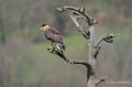 caracara-A7V_00509