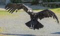 condor-A7V_00558