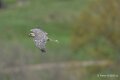 faucon-A7V_00356