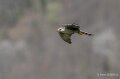 faucon-A7V_00358